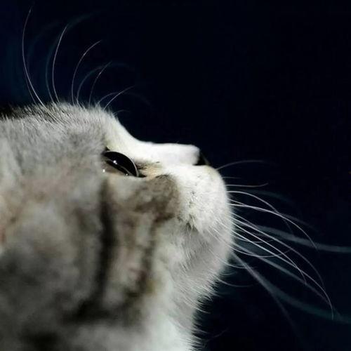 娱乐吃瓜酱不如猫,揭秘娱乐圈幕后真相